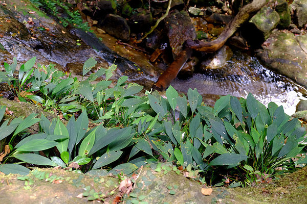 Аридарум Николсона (Aridarum nicolsonii) в природе. Santubong, Sarawak, Borneo