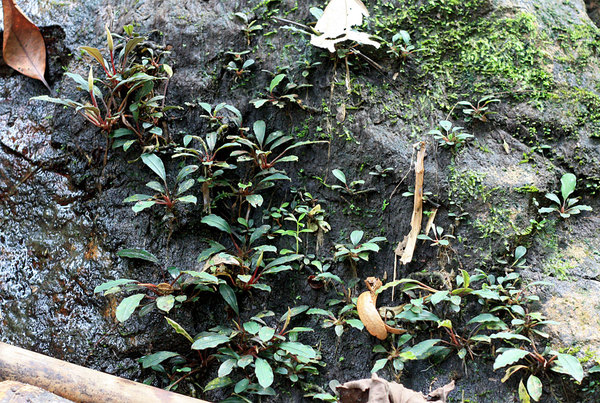 Буцефаландра Богнера в природе (Bucephalandra bogneri). Baan Sikog, Sarawak, Borneo.