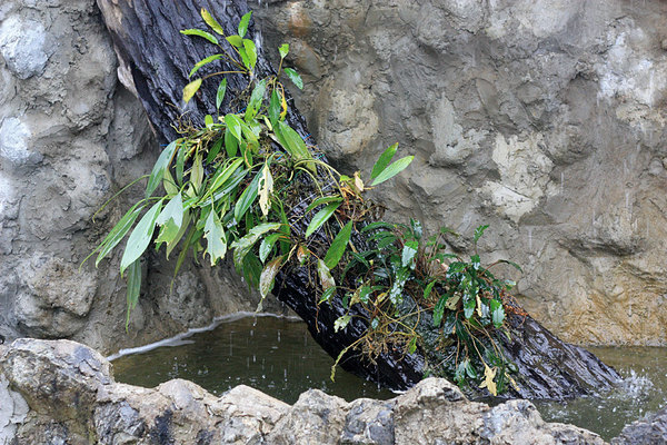 Аридарум Николсона (Aridarum nicolsonii) и буцефаландра Богнера (Bucephalandra bogneri) на коряге в искусственном водопаде в день посадки 