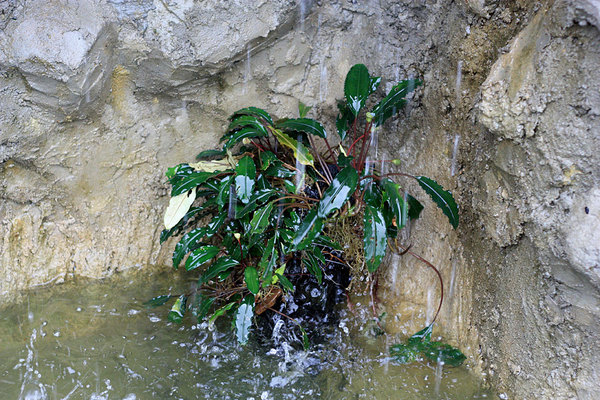 Буцефаландра Богнера (Bucephalandra bogneri) в искусственном водопаде недалеко от столицы штата Саравак города Кучинга. Фотография сделана в день посадки 