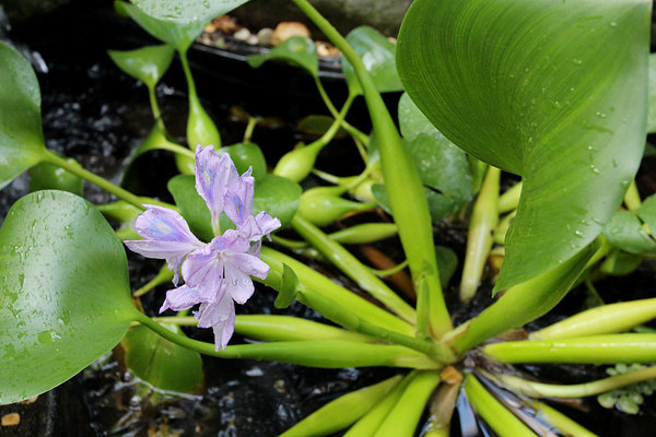 Водный гиацинт (Eichornia crassipes). Соцветие
