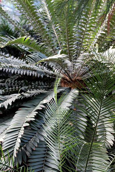 Растение семейства Замиевые порядка Саговниковые - Encephalartos hildebrandtii