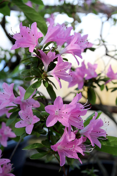 Азалии (Rhododendron) на выставке "Цветущая Азия". С 12 февраля 2015 г.