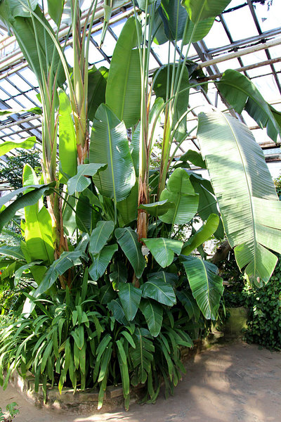 Стрелиция Николая (Strelitzia nicolai) - очень крупное растение