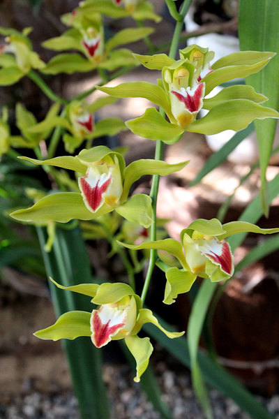 Орхидеи на выставке "Цветущая Азия". С 12 февраля 2015 г.
