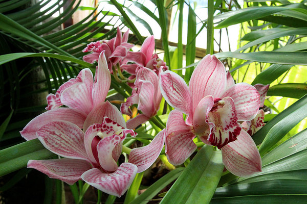 Орхидеи на выставке "Цветущая Азия". С 12 февраля 2015 г.
