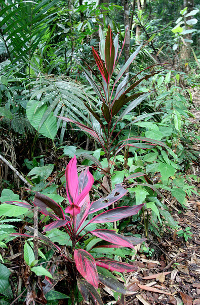 Cordyline fruticosa, Bau, Sarawak, Borneo