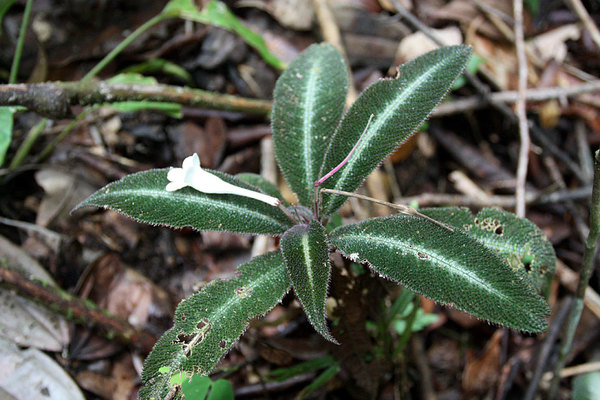 Хенкелия (Henckelia platypus), Бау, Саравак, борнео
