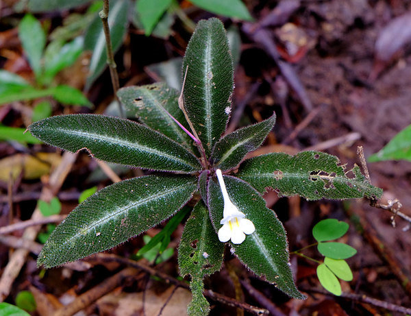Henckelia platypus, Bau, Sarawak. Справа видно два листика баухинии (Bauhinia sp.)
