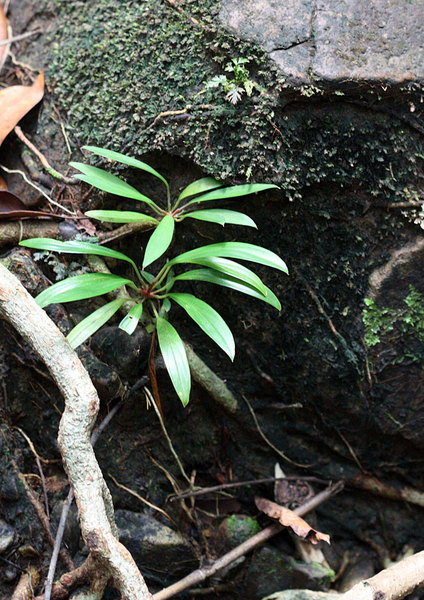 Homalomena paucinervia, Bau, Sarawak, Borneo