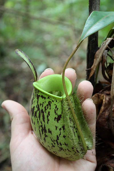 Nepenthes ampullaria, Bau, Sarawak, Borneo