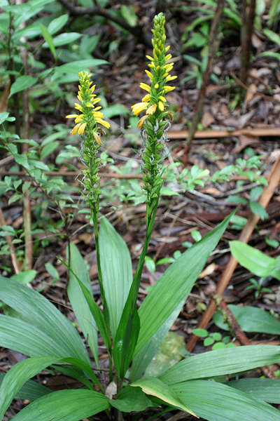 Neuwidia veratrifolia также относится к Орхидным, Бау, Саравак, борнео