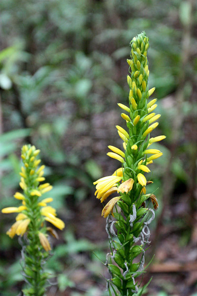Соцветия Neuwidia veratrifolia