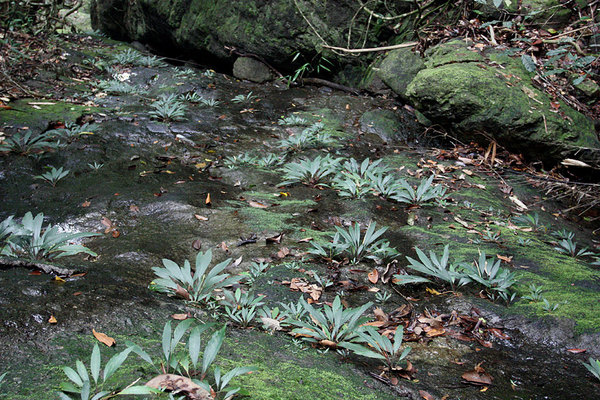 Шизматоглоттис многоцветковый (Schismatoglottis multiflora) на скальном массиве в Бау (Bau), Sarawak, Borneo