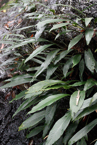 Шизматоглоттис многоцветковый (Schismatoglottis multiflora), Бау, Саравак, Борнео