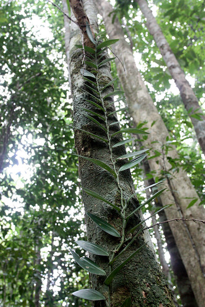 Scindapsus treubii, Bau, Sarawak, Borneo