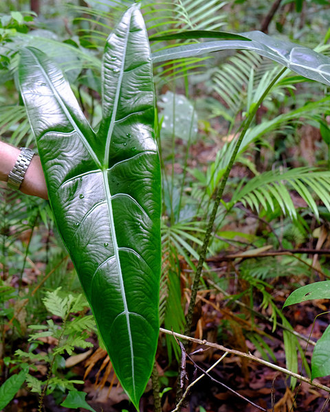 Alocasia longiloba, Bau, Sarawak, Borneo