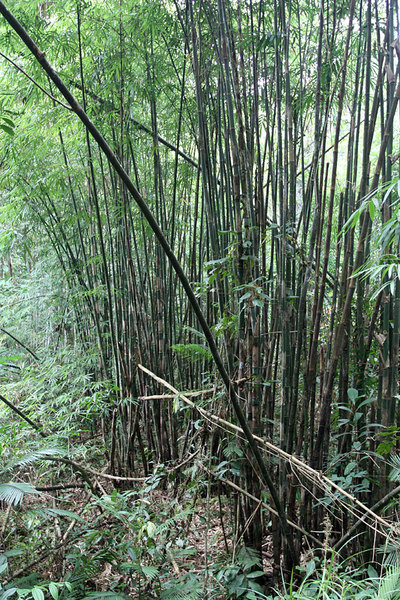 На территории Саравака произрастает несколько видов бамбука