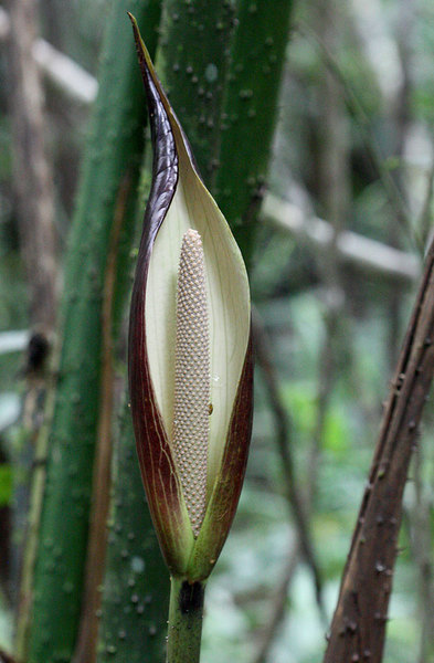 Соцветие Cyrtosperma merkusii. На заднем плане видны черешки листьев растения, усеянные колючками. Bau, Borneo