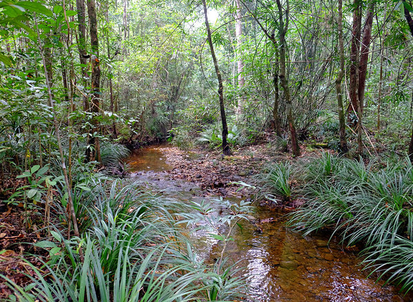 Медленнотекущие ручьи у подножия холмов - ареал обитания барклайи Мотли (Barclaya motleyi)