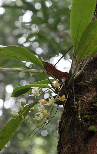 Орхидея (Thecopus maingayi), Bau, Sarawak, Borneo