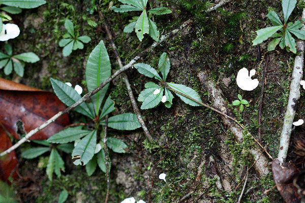 Неопознанное растение, Bau, sarawak, Borneo