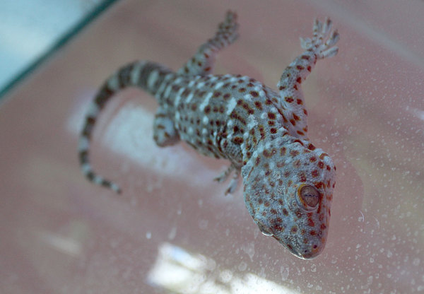 Геккон токи (Gekko gecko)