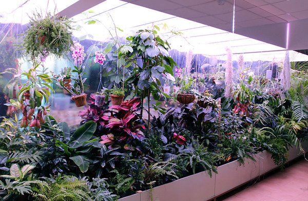 Общий вид на стену с тропическими растениями
