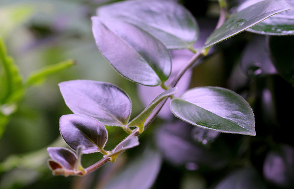 Эсхинантус Лобби (Aeschynanthus lobbianus) - эффектное ампельное геснериевое растение.