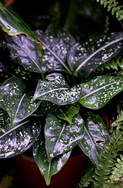 Аглаонема ребристая (Aglaonema costatum) - очень компактное и декоративное растение семейства Ароидные (Araceae).