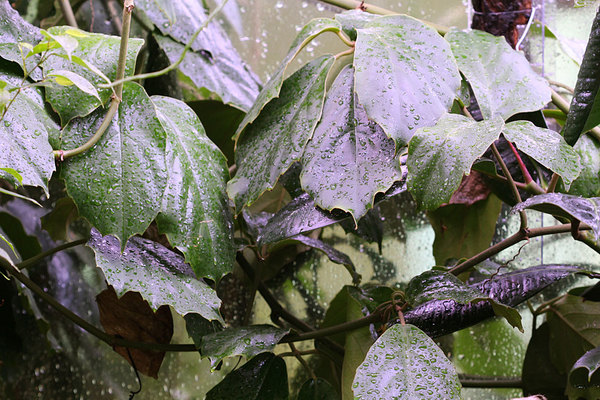 Тетрастигма Вуанье (Tetrastigma voinierianum) - очень крупное растение, которому будет трудно показать всю свою красоту в ограниченном пространстве Биопарка.
