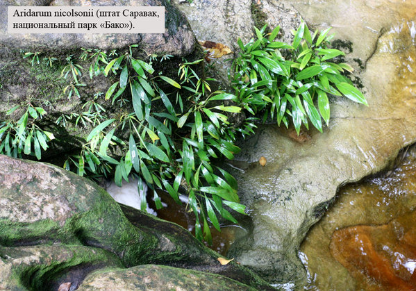 Aridarum nicolsonii, Bako NP, Sarawak