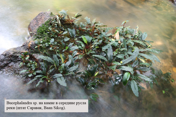 Bucephalandra sp., Baan Sikog, Sarawak