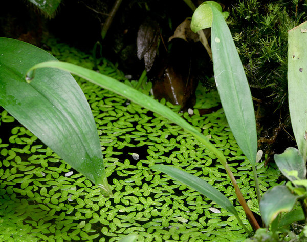 Шизматоглоттис многоцветковый (Schismatoglottis multiflora) в палюдариуме. Вскоре после пересадки растение сбросило почти все листья, однако затем вновь нарастило зеленую массу от корневища