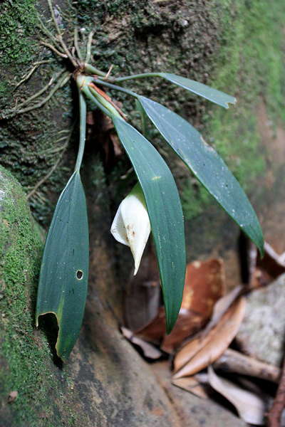 Аридарум Николсона (Aridarum nicolsonii) в природе. У большинства растений обычно корневая система располагается ниже листьев и других надземных органов. Напротив, для аридарумов привычна обратная ситуация
