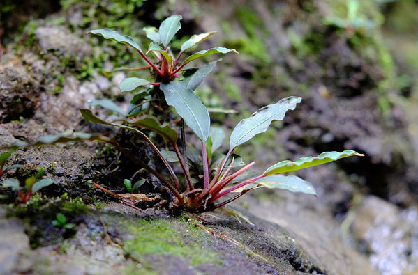 Буцефаландра Богнера (Bucephalandra bogneri) в природе. Baan Sikog, Sarawak, Borneo