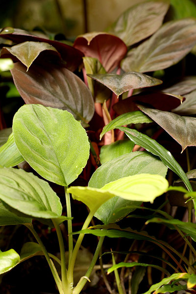 Хомаломены (Homalomena) Борнео в палюдариуме. Разнообразная окраска и опущенность листьев придает этим растениям неповторимый шарм