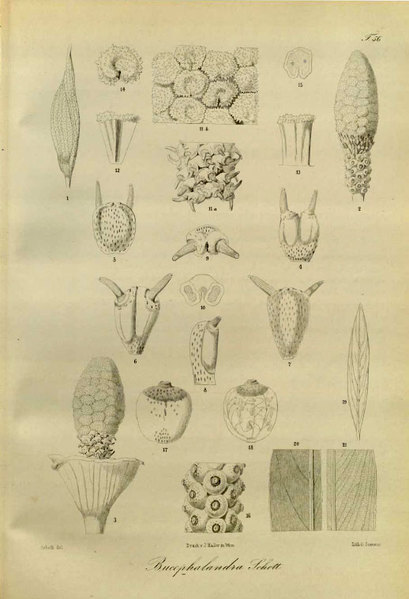 Иллюстрация из книги “Genera Aroidearum” (H. Schott 1858)