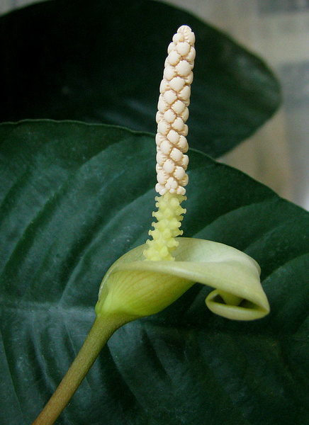 Inflorescence of Anubias barteri var. caladiifolia with twisted spatha