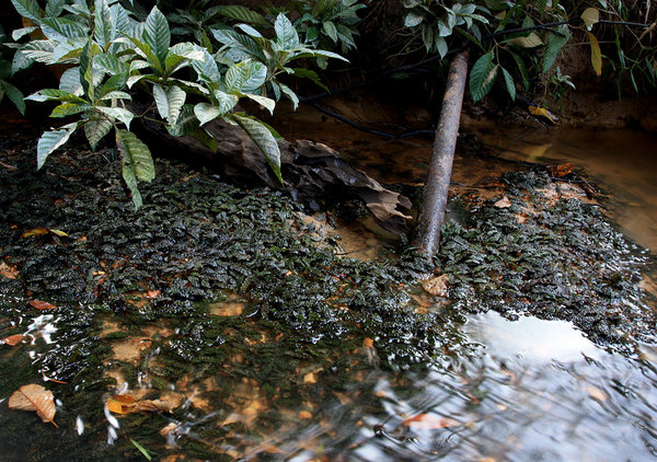 Sungai Burui, криптокорина пузырчатая (Cryptocoryne bullosa) растет на твердом глинисто-каменистом грунте