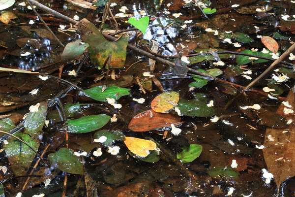 Криптокорина бурая (Cryptocoryne fusca). На поверхности воды помимо листьев плавают опавшие с соседнего дерева соцветия