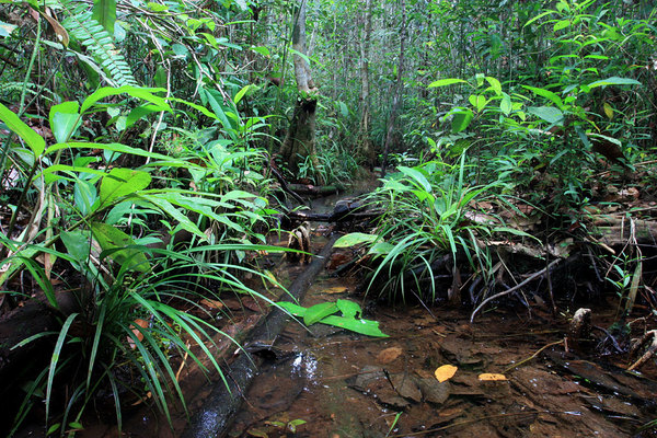 В заболоченных лесных тропах можно встретить криптокорину длиннохвостую (Cryptocoryne longicauda)