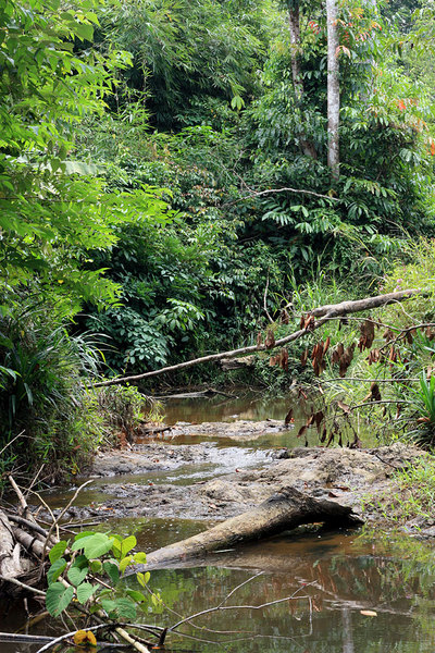 Притоки реки Batang Ai - одно из мест обитания криптокорины мелкополосатой (Cryptocoryne striolata)