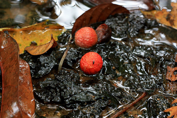 В реке Batang Ai листья Cryptocoryne striolata практически черные. Цветущие экземпляры с фруктами деревьев.