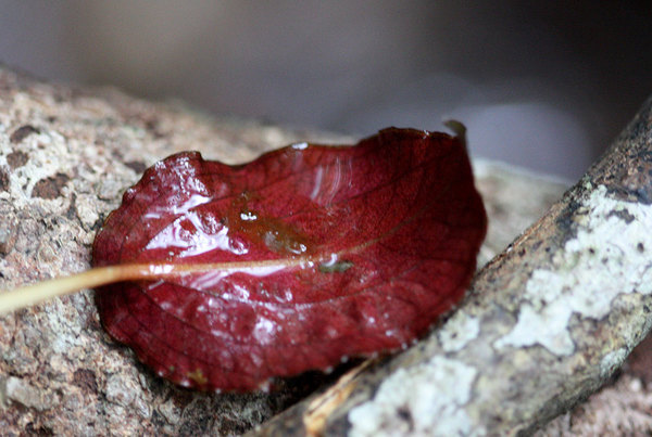 Обратная сторона листа у Cryptocoryne striolata (Bau) имеет ярко-красную окраску.