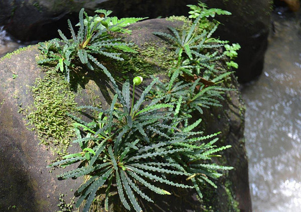 Фенестратарум Мулэйди (Fenestratarum mulyadii) в природе. Камни представляют собой базальт
