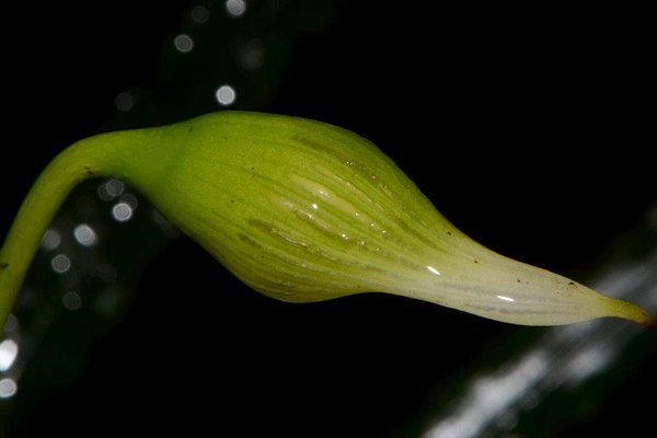 В отличие от Fenestratarum culum покрывало соцветия фенестратарума Мулэнди (Fenestratarum mulyadii) имеет преимущественно зеленую окраску