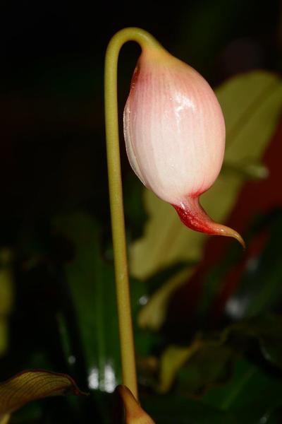 На первых этапах цветения цветонос галантарума Киши (Galantharum kishii) перегибается почти на 180 градусов, чем отдаленно напоминает подснежники.