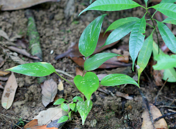 В тени у хомаломены Гриффита (Homalomena griffithii) преобладают зеленые цвета в окраске. Данный экземпляр был сфотографирован недалеко от большой популяции криптокорины ушковидной (Cryptocoryne auriculata). Pakan, Sarawak, Borneo