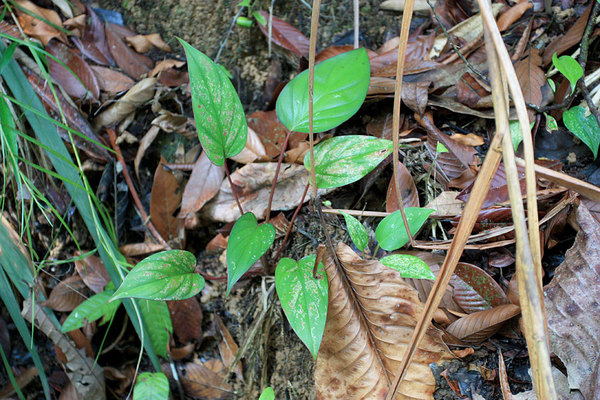 Хомаломена Гриффита (Homalomena griffithii) в природе на крутом берегу реки. Ulu Sarikei, Sarawak